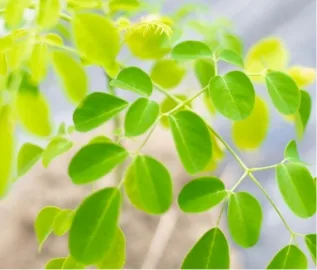 モリンガとは？